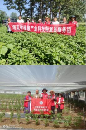 科技特派员助力辣椒产业健康发展,河南省辣椒产业科技服务团
