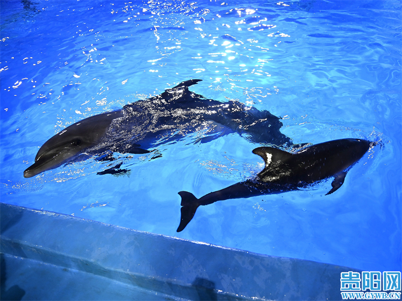 刚出生的海豚宝宝是什么样子,小海豚人工繁育