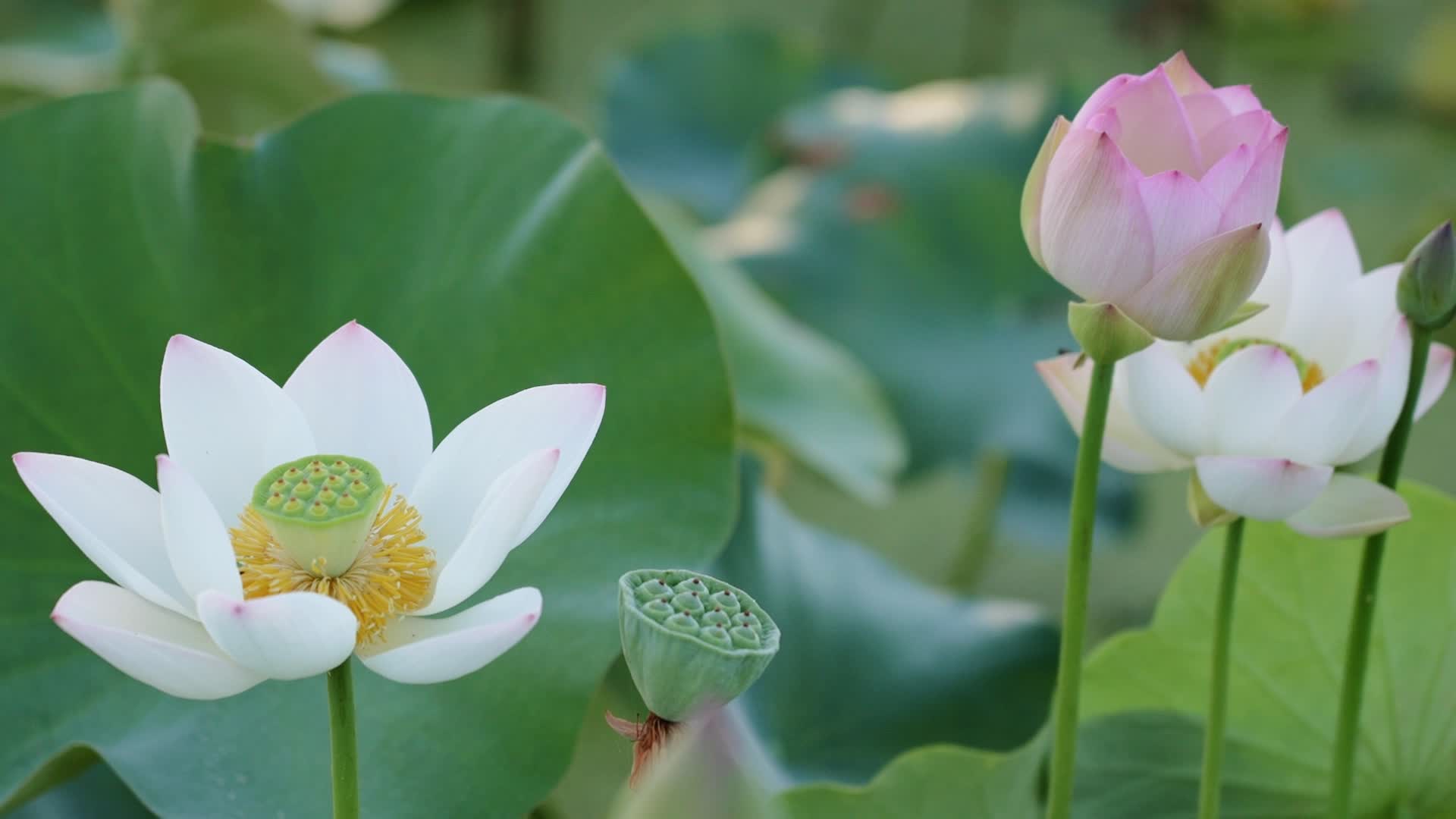 【‘荷’美与共】“荷”你相遇“莲”动盛夏