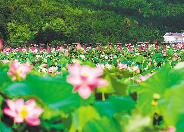 夏日赏荷文言文翻译,夏日赏荷