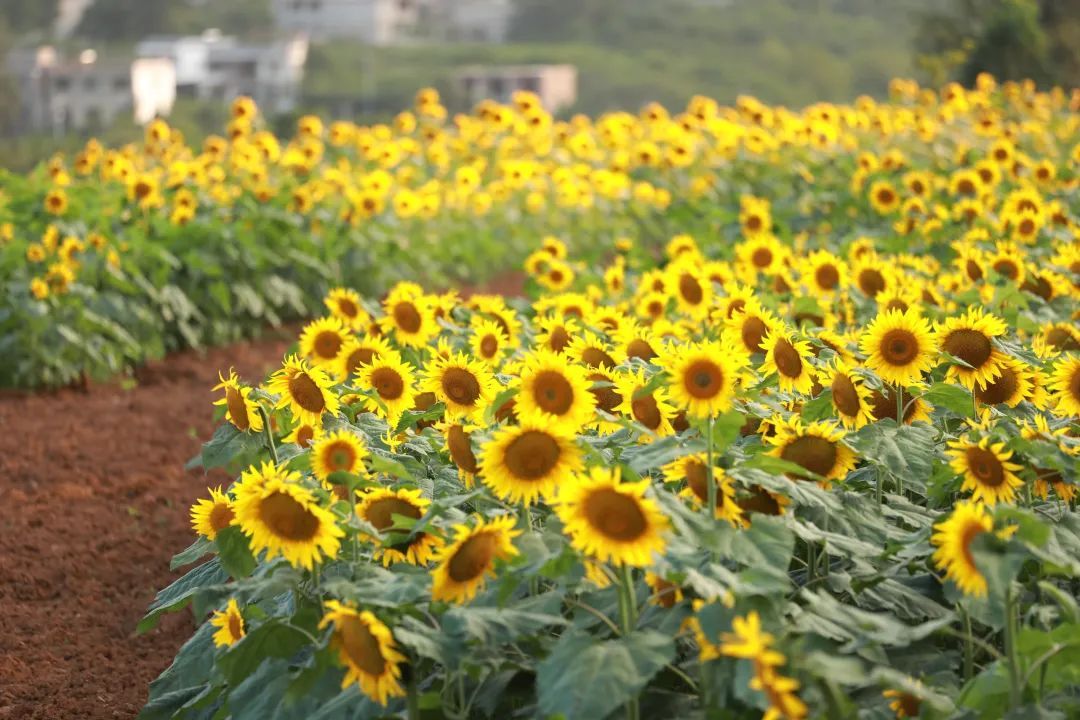 贵阳春天赏花打卡点,爽爽贵阳繁花似锦赏花季