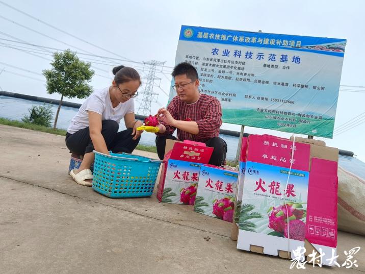 三农种植火龙果,三农火龙果种植技术