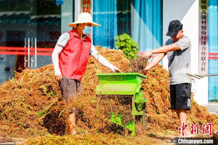 仁怀市30万亩高粱喜获丰收,渠县高粱丰收