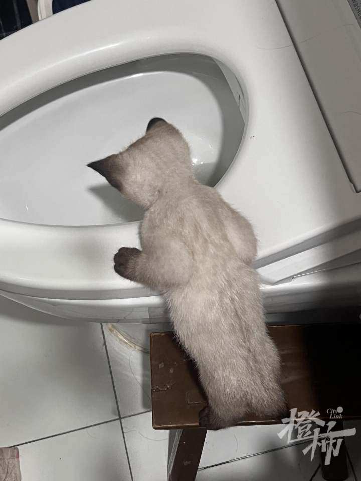 喜欢和主人互动的动物,金丝熊波妞