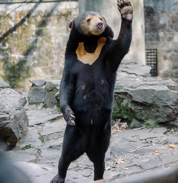 失控玩家出现的外国博主,失控玩家熊出没