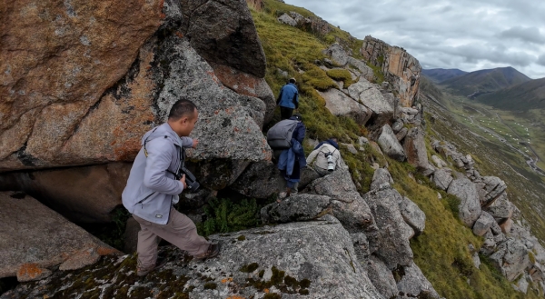 世界雪豹日宣传片,世界雪豹