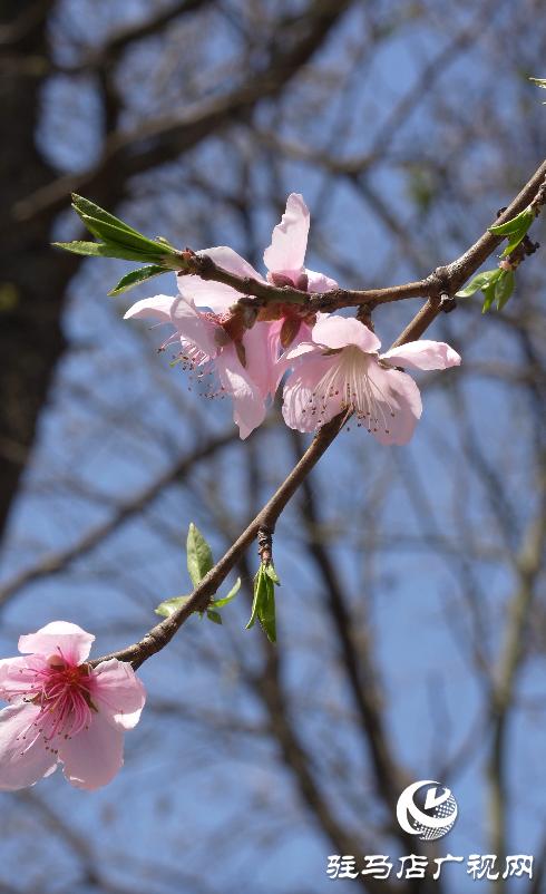 黄淮学院的春天,美丽的黄淮学院