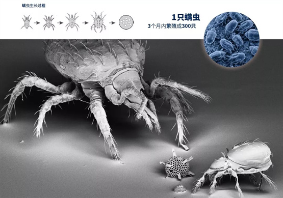 舒达床垫透气性,选择舒达床垫的十大理由