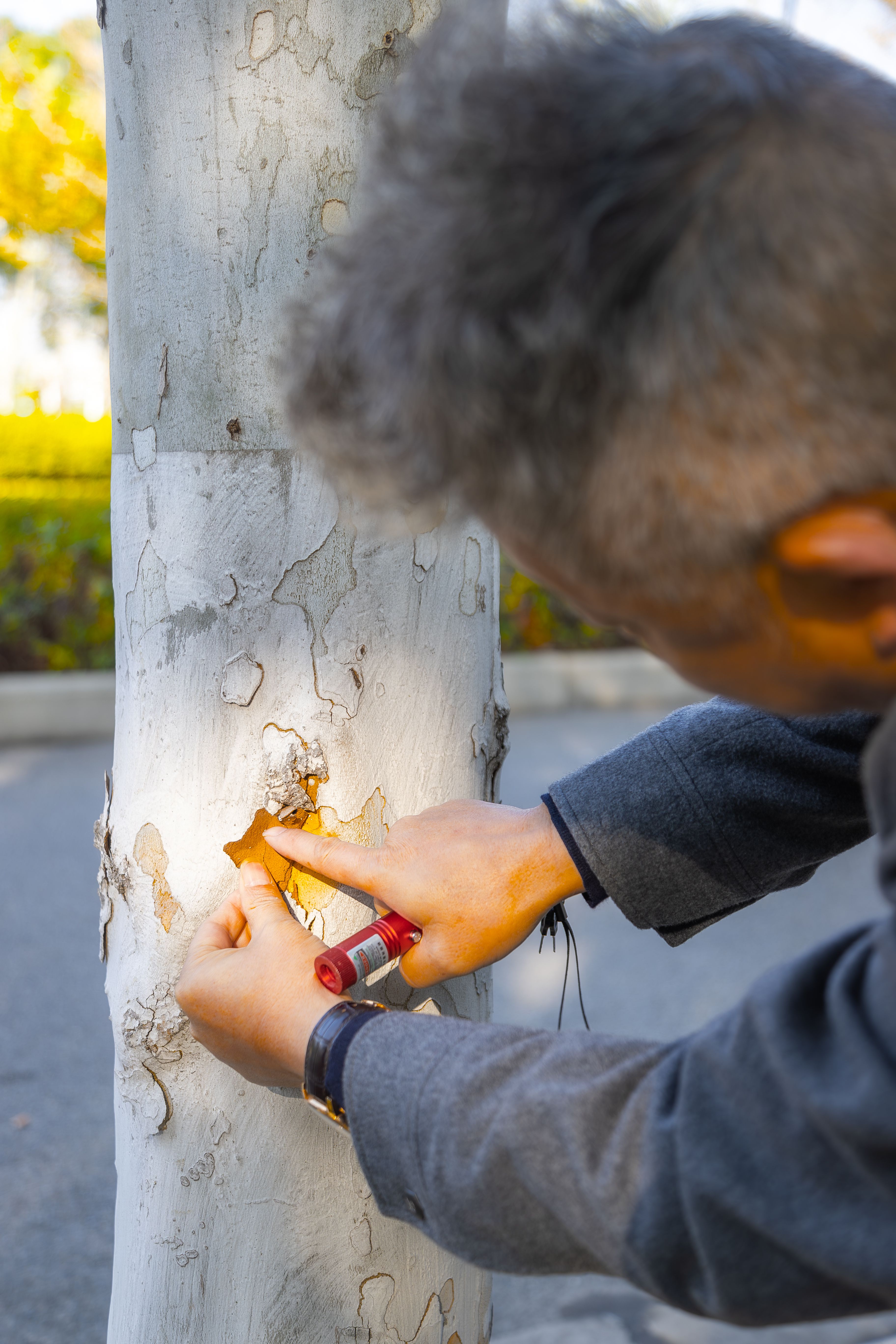 东西湖的园林“Tony”剪出好“心”情