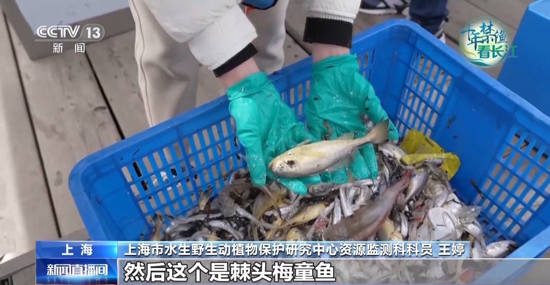 长江禁渔鱼类数据变化,长江禁渔三年多鱼儿们过得怎么样