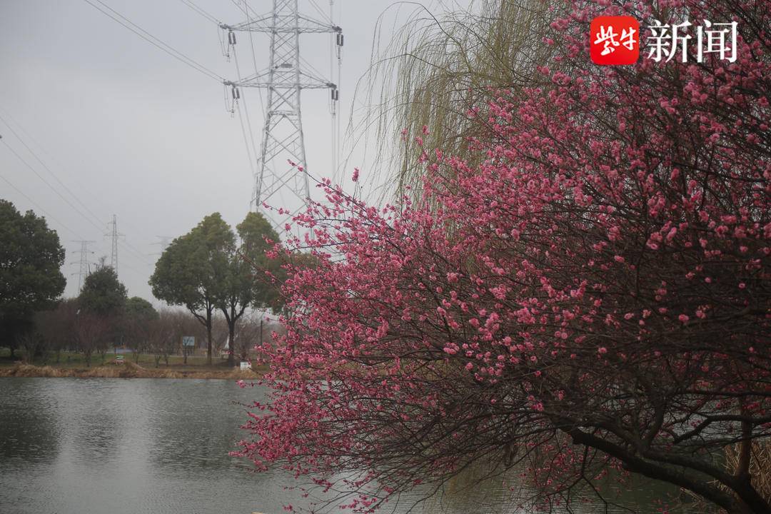 苏州什么时候开梅花好,苏州3月份看梅花最佳地点