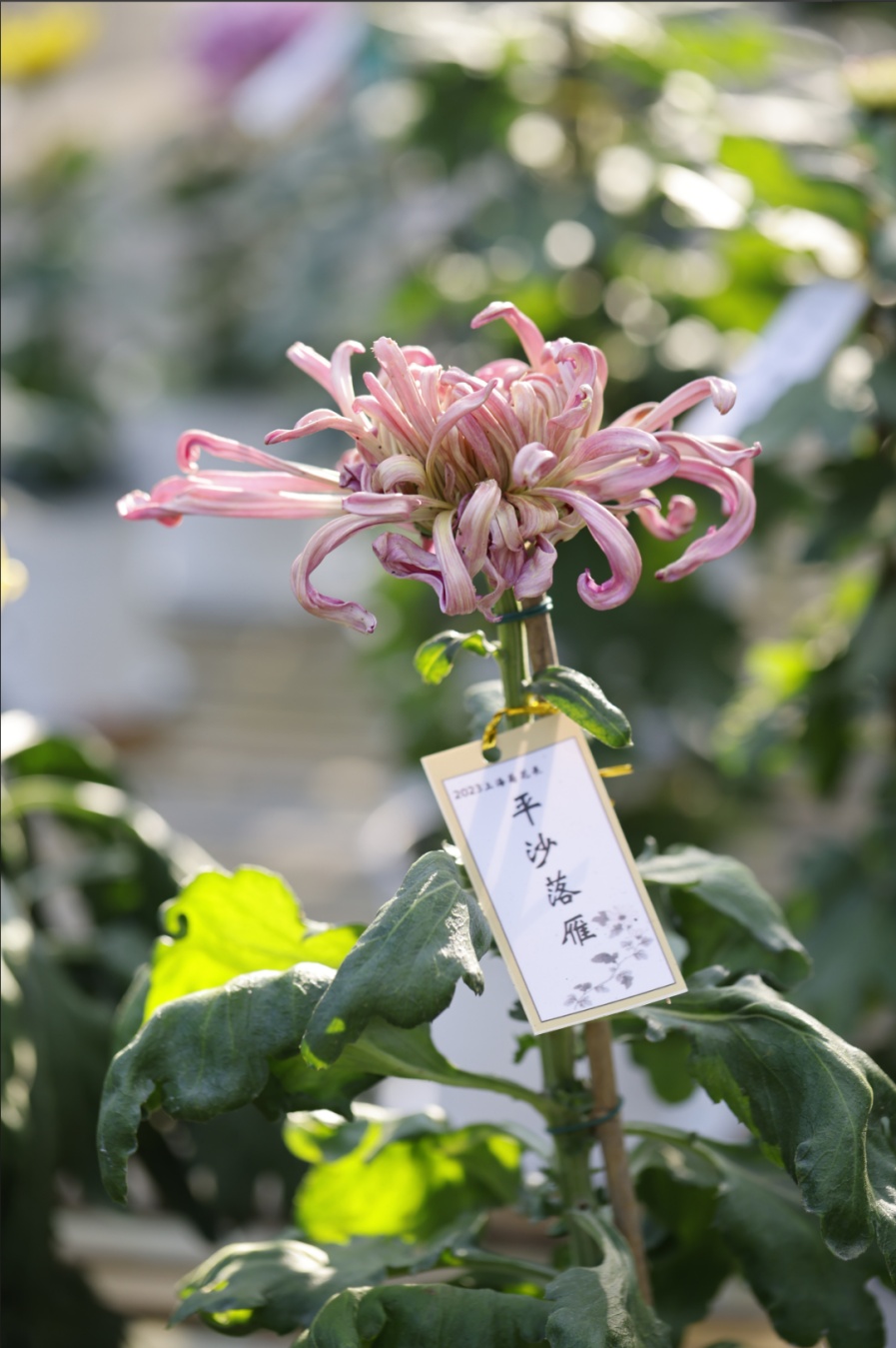 上海菊花展进最佳观赏期,上海菊花展在哪个公园