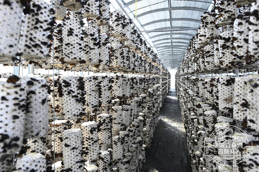 稻花香里说丰年丨汪清：小木耳撑起乡村振兴大产业