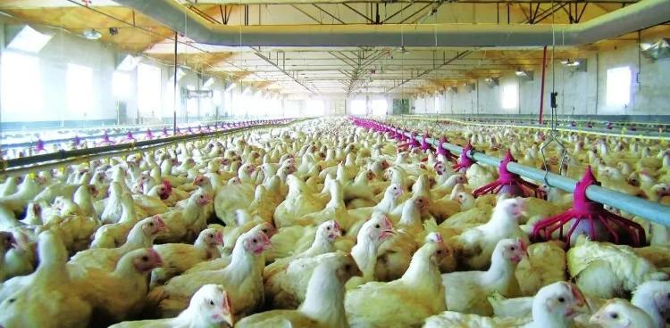 青岛入围农业500强,青岛市的农业类龙头企业