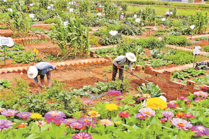 家庭农场致富新政策,家庭农场创业的项目