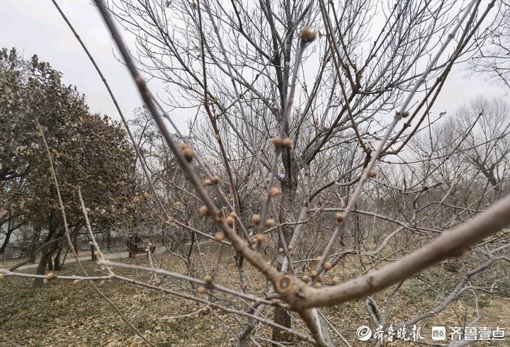 济南千佛山上的腊梅花开了吗,千头菊冻死了