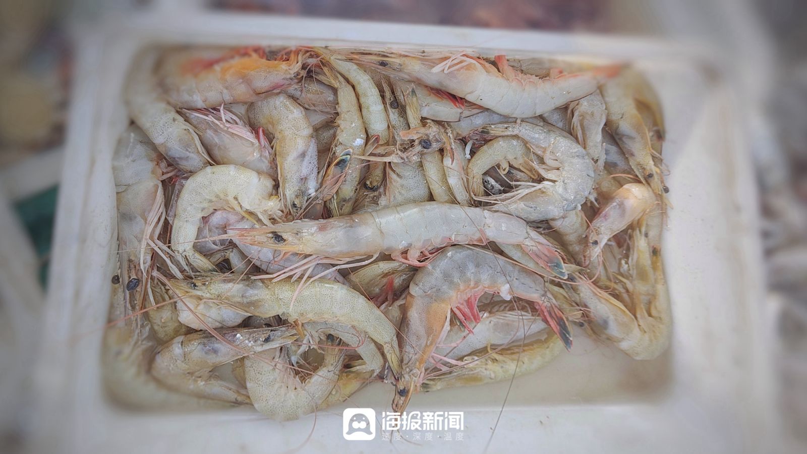 日照海鲜海蜇专卖,日照小螃蟹价格最新行情