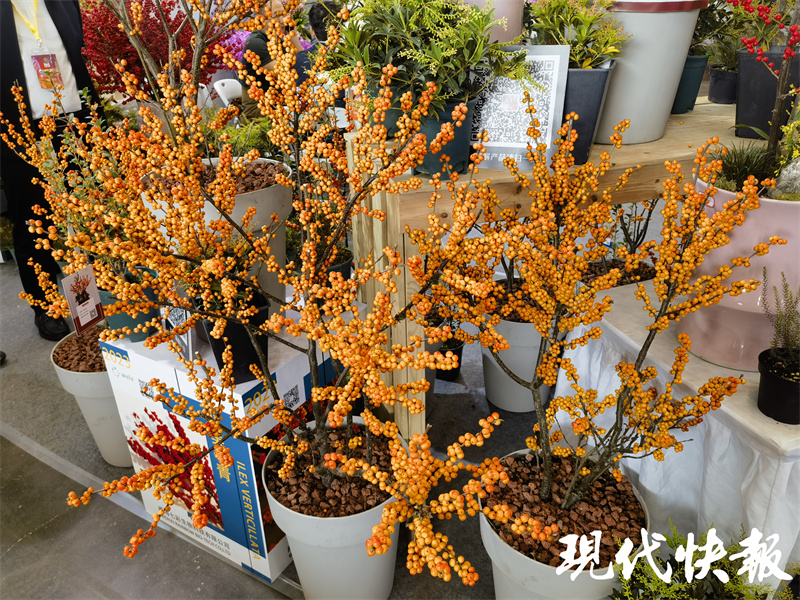 南京迎来最美银杏季,南京最美樱花季即将到来