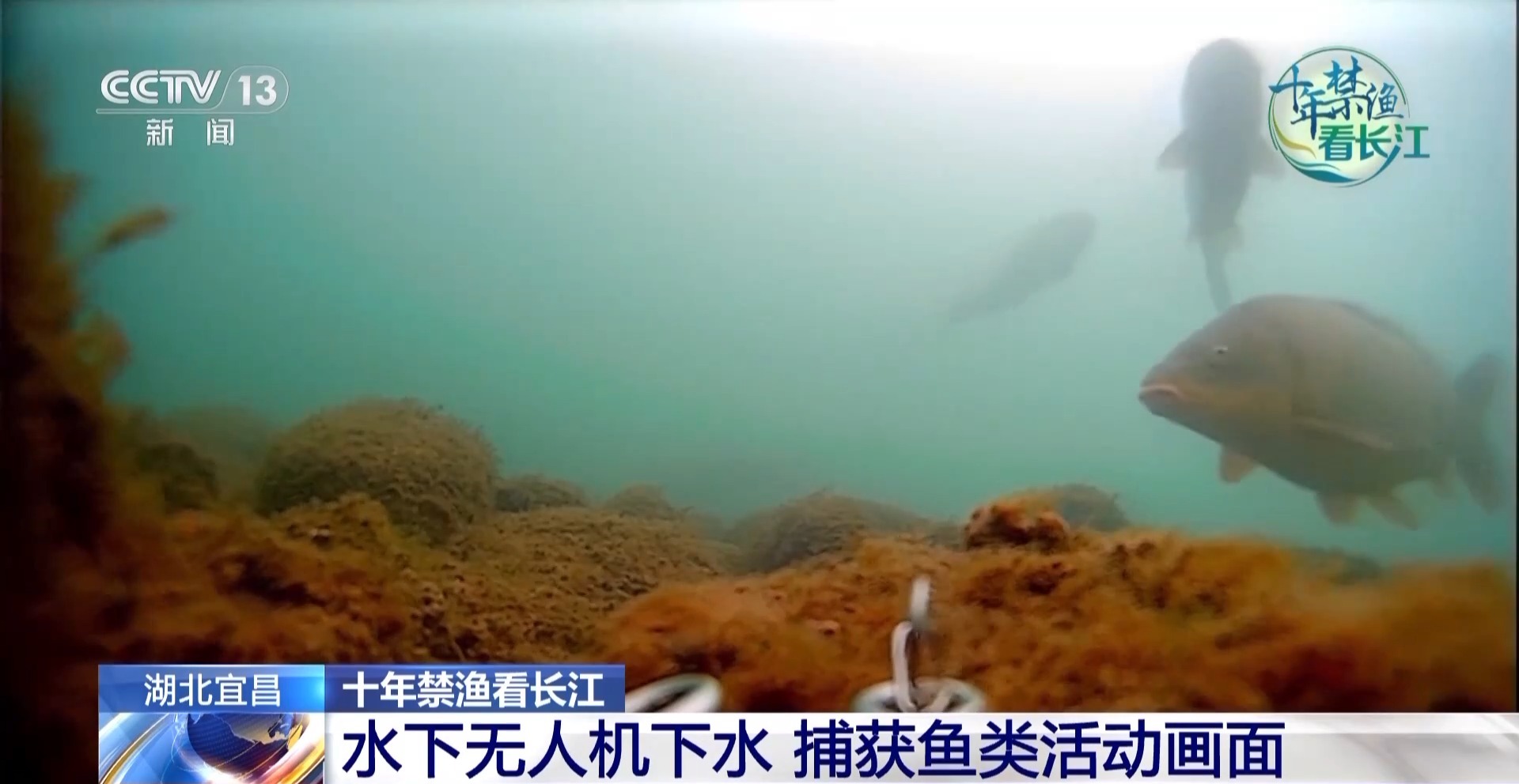 长江禁渔鱼类数据变化,长江禁渔三年多鱼儿们过得怎么样
