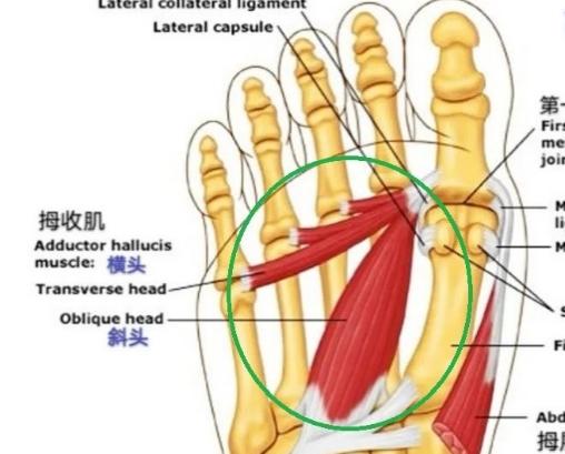 专家支招爱美女士，别让“水晶鞋”内的双脚受伤了