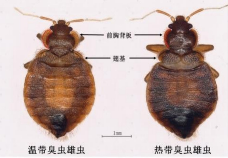 多国出现床虱原因,多国床虱大爆发床虱最怕什么东西