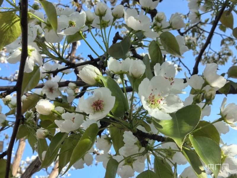 皋兰什川梨花盛开,甘肃皋兰梨花盛开